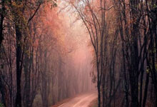 内马尔谈退出本期巴西队：感谢大家的支持，但我需要等完全伤愈.